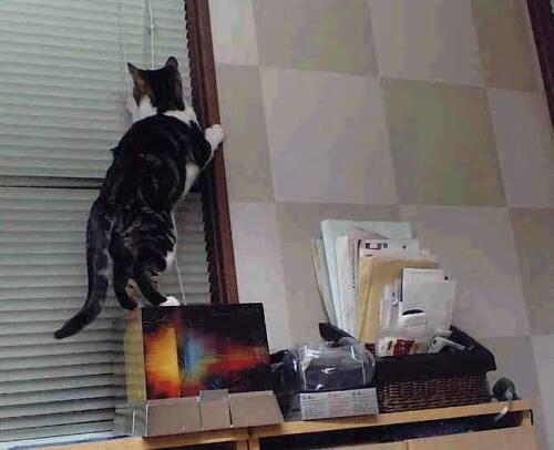 压力下的王者,凯恩爆发引领比利时力克皇马