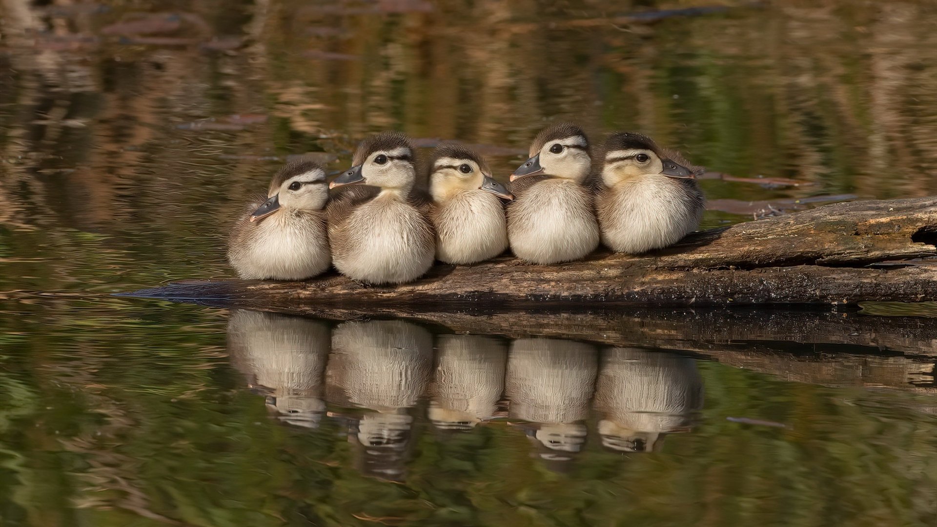 开云体育app-乔治掌控全局，当黄蜂对阵北京队，他让时间成为武器