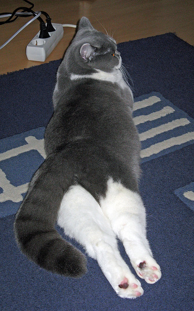 篮网狂胜山西队,米切尔关键先生引领大胜风暴