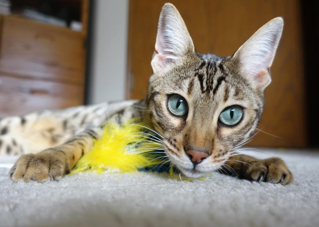 开云APP-教科书级的绿茵艺术，罗德里戈在年度焦点之夜的完美演绎