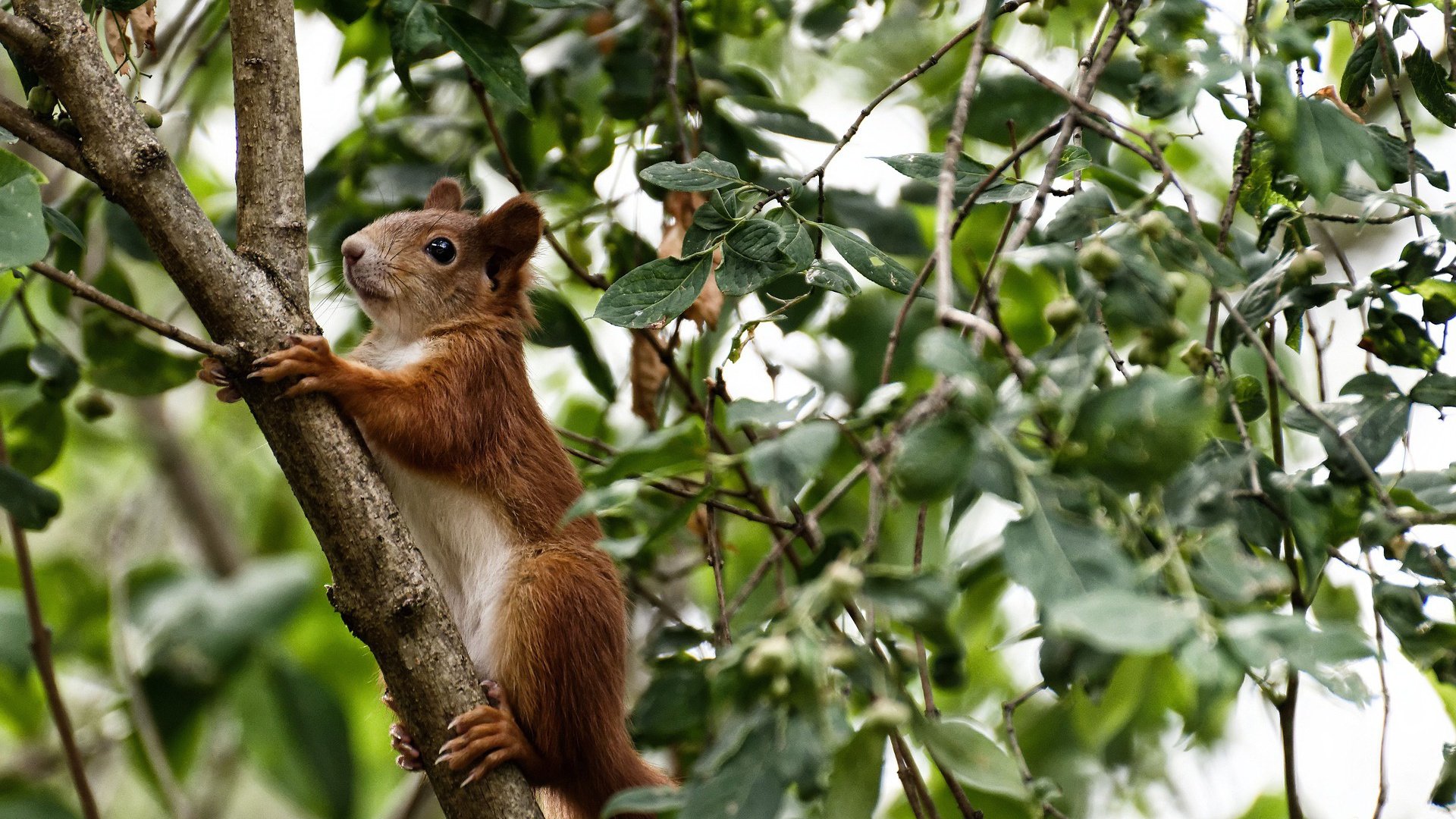 开云APP-欧冠淘汰赛般的篮球激战，猛龙淘汰活塞的焦点对决