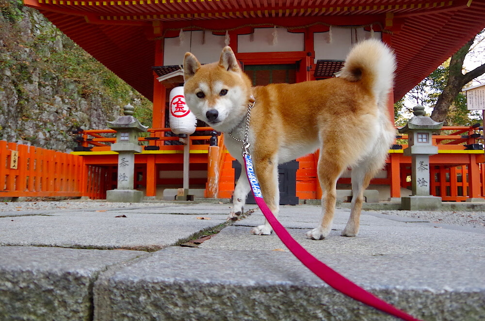 鏖战至终,淬炼锋芒,上海加时险胜老鹰,奥运周期前关键一役的启示