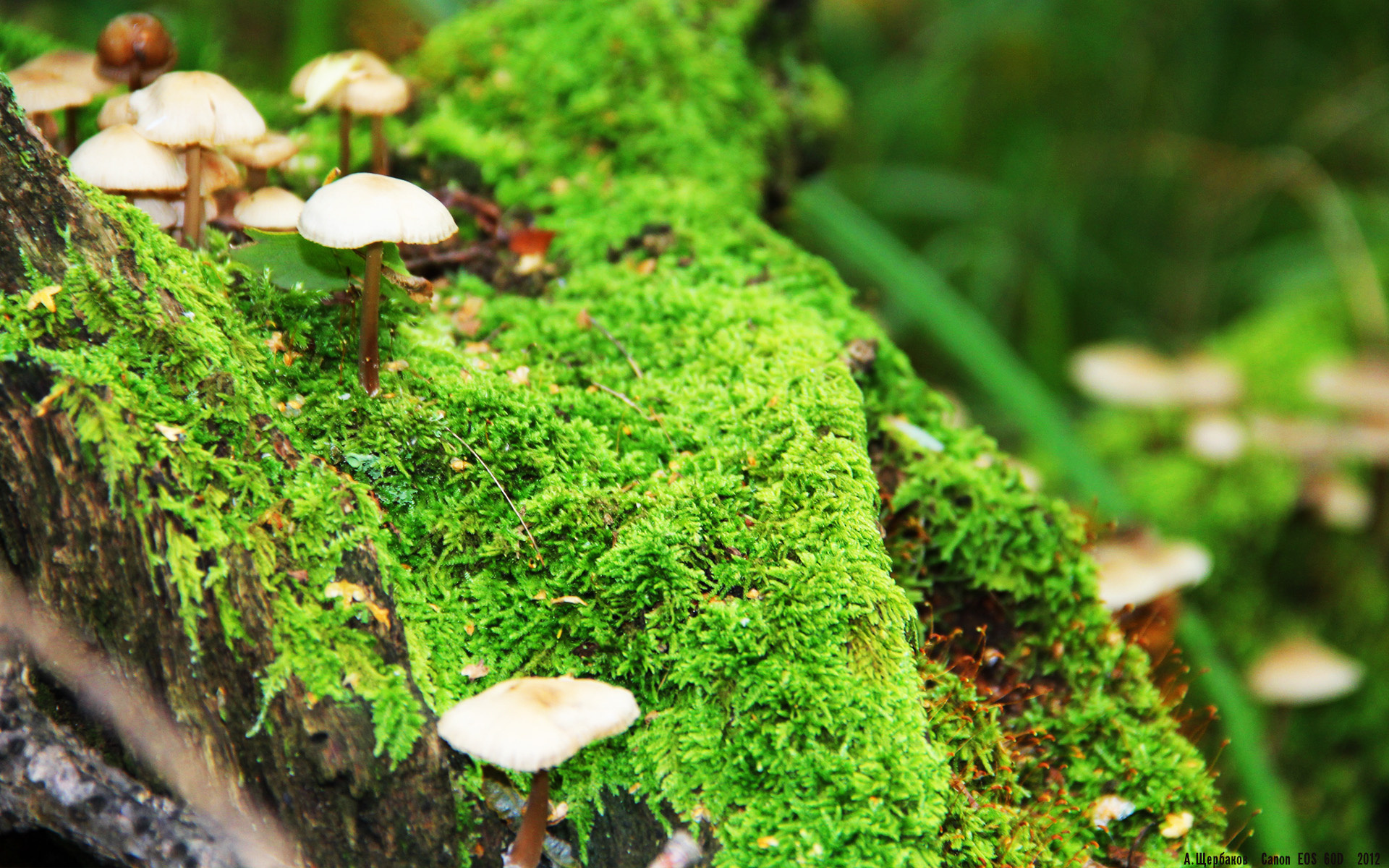 命运齿轮,F1巴林轰鸣中的吉林号收割时刻