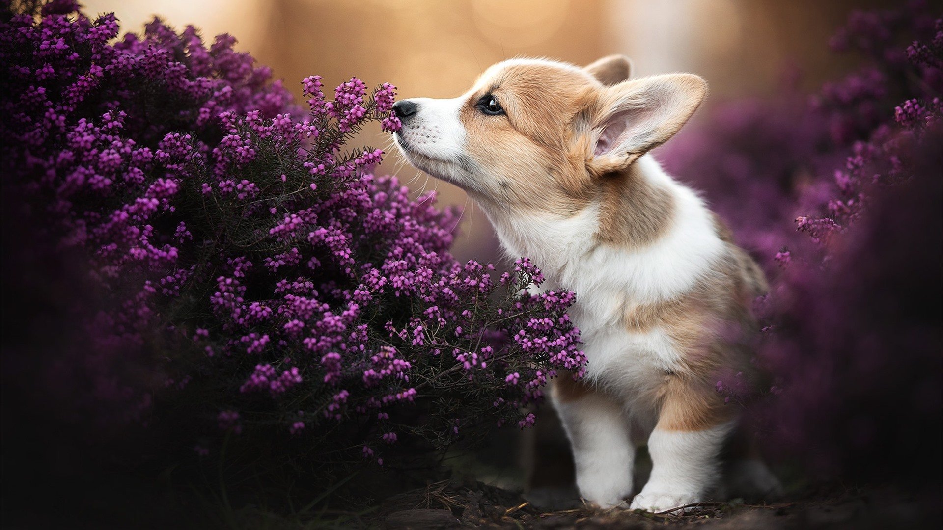 开云体育APP下载-双城记，从法兰西之夜到赫尔辛基之晨—足球世界里弱者如何重写历史