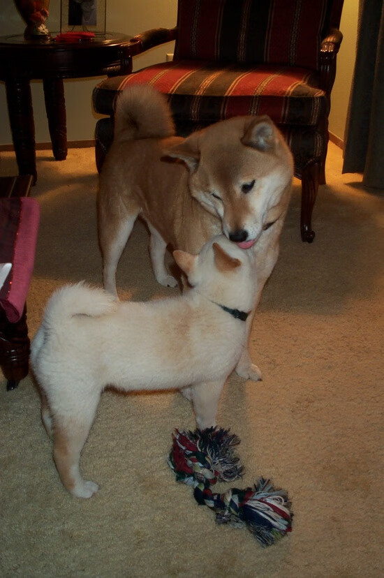 德甲争冠战焦点,德国提前终结悬念与伊拉克的足球启示