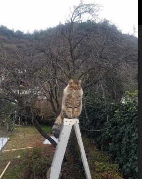 斗牛士收割波斯铁骑，C罗关键先生定乾坤