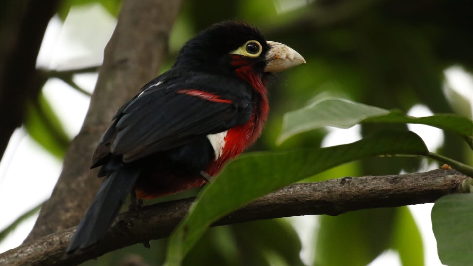 破壁者范弗利特，当凯尔特人打穿雄鹿，他以一记制胜球昭示巨星的诞生