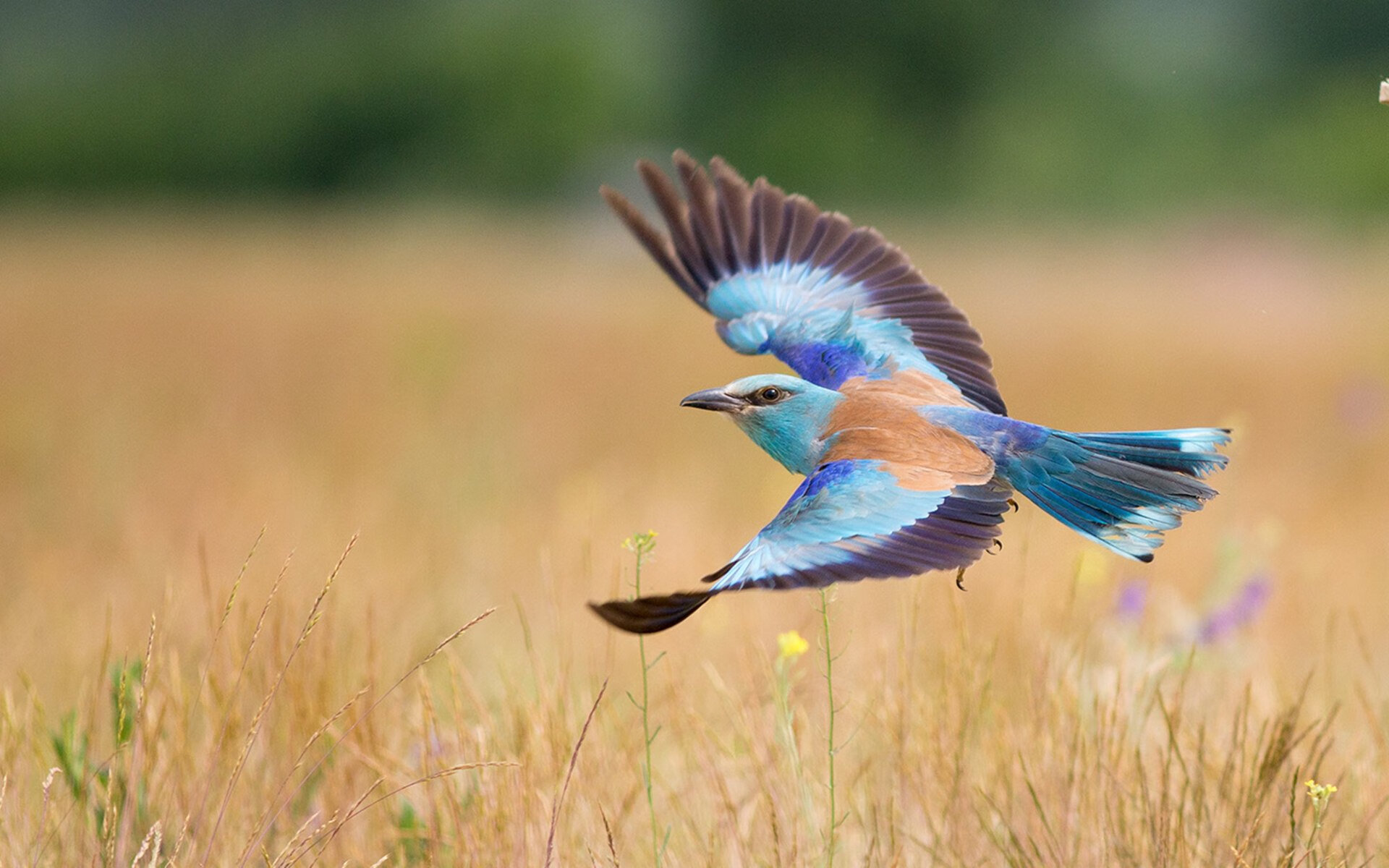 开云下载-雄鹿强行终结魔术悬念，杰伦·格林一记三分定江山
