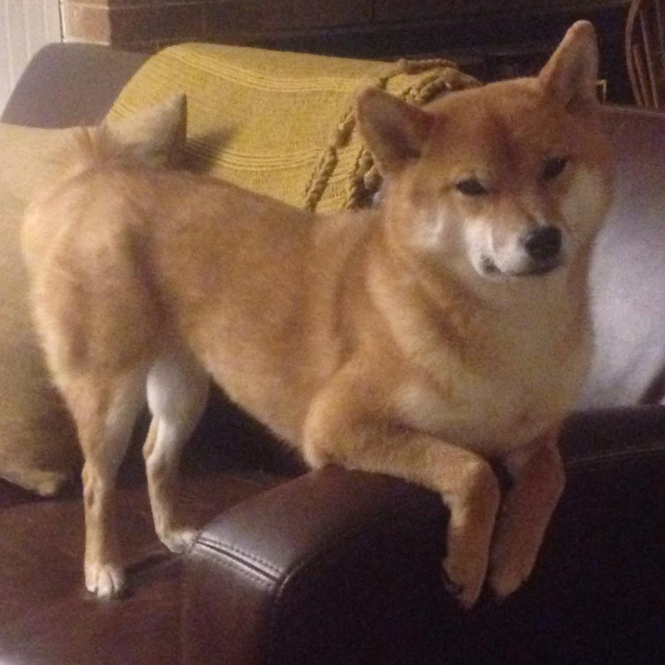 开云体育入口-北美体育的赛场双城记，从世界杯筹备的宏大叙事到雄鹿胜利的微观战术