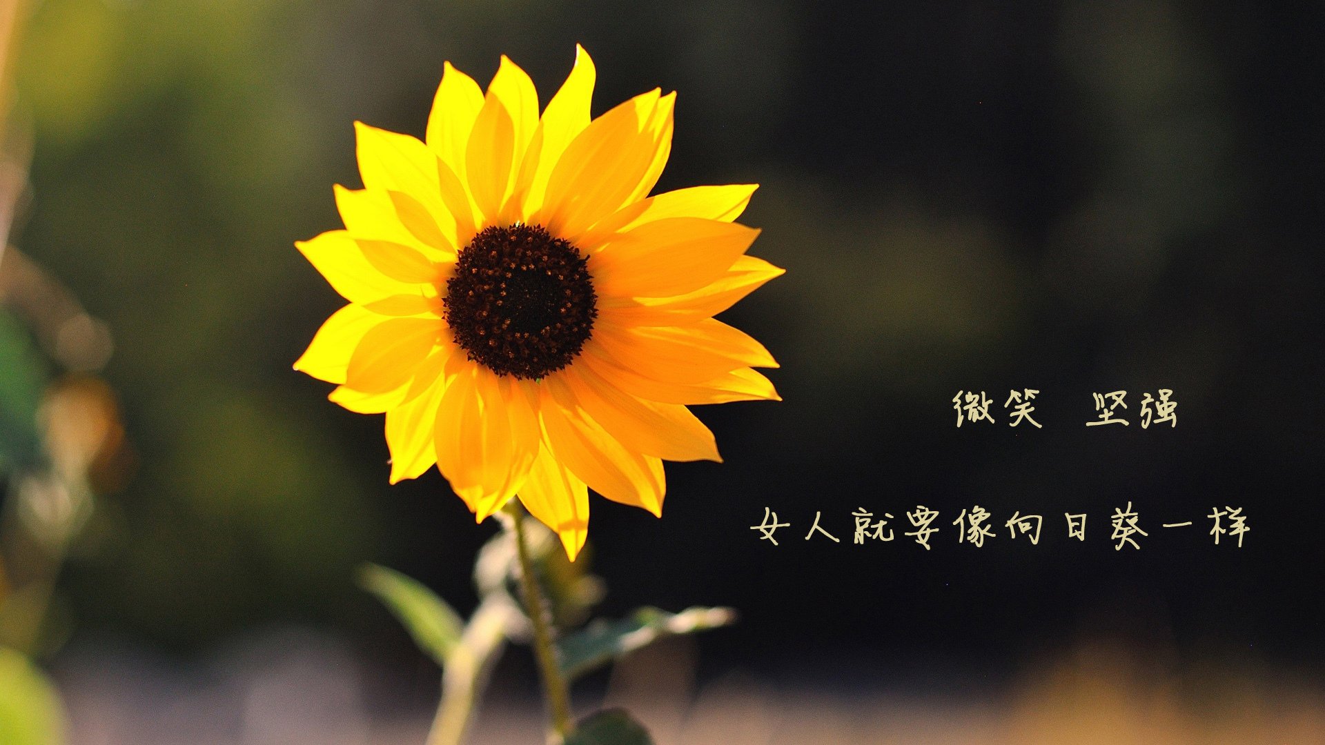 开云体育在线-阳光下的权杖更迭，当太阳带走旧主，新王于压力中加冕