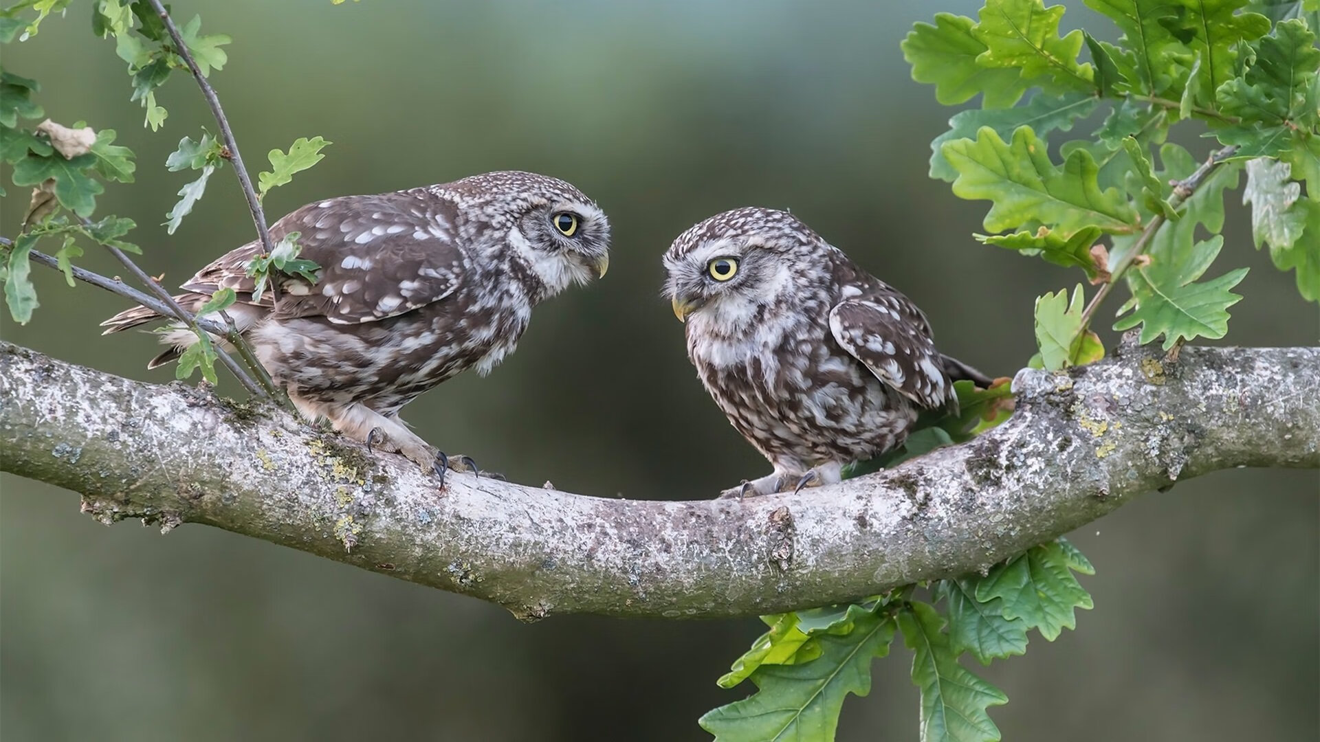 神盾觉醒，奥纳纳一夫当关，尼斯之夜终结阿尔及利亚神话