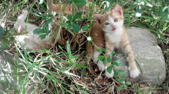 绿茵与硬木的共鸣，英超争冠焦点战与国王斩落广厦队的竞技启示