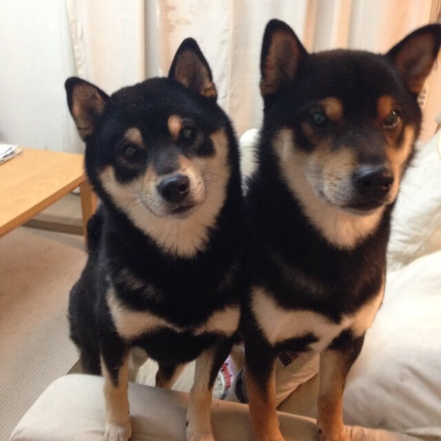 锡安狂轰40+15统治攻防，广厦末节窒息攻防流带走灰熊