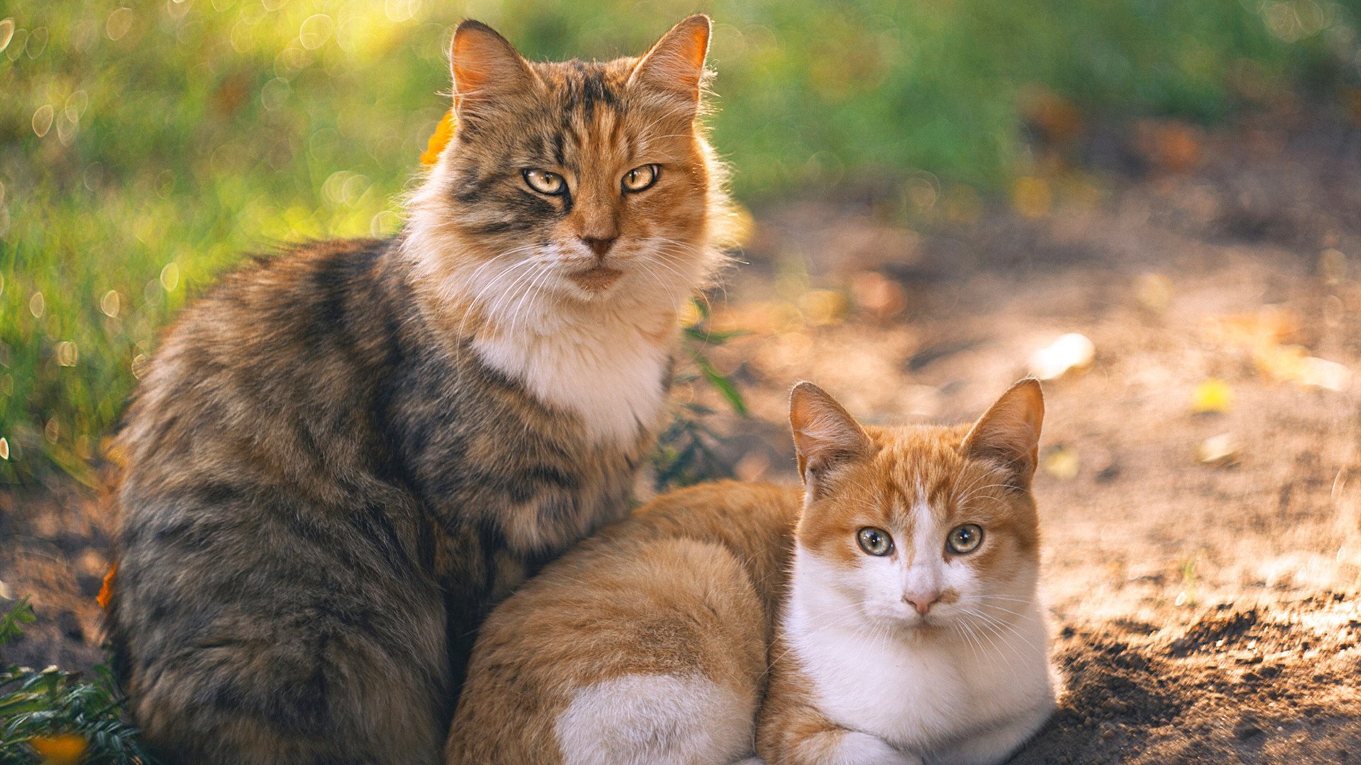 马赛掀翻克罗地亚，黑马奔腾，阿克扛起全队前行